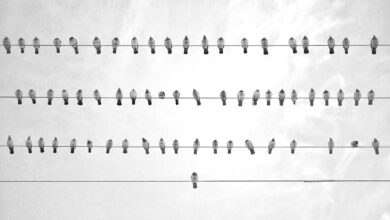bird, wire, black and white