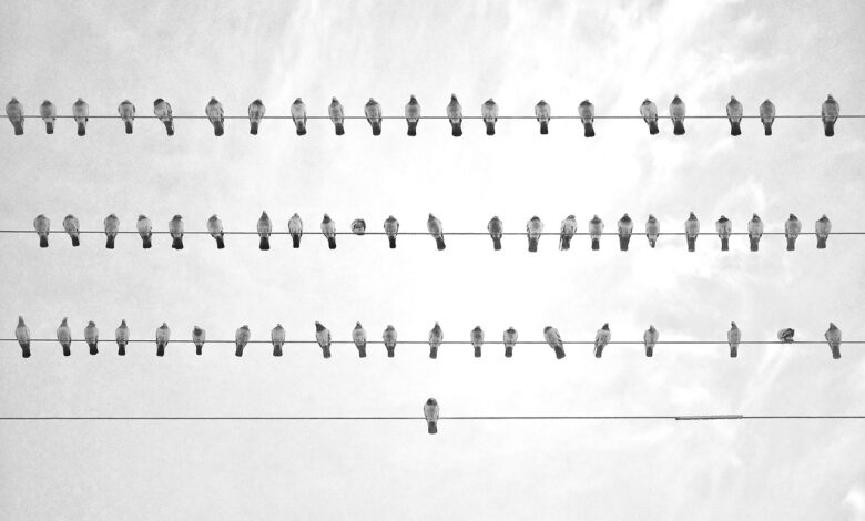bird, wire, black and white